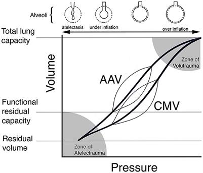 Cardiopulmonary effects of apneustic anesthesia ventilation in anesthetized pigs: a new mode of ventilation for anesthetized veterinary species